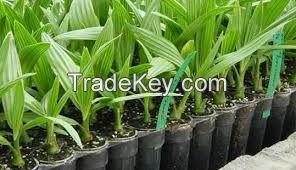 TISSUE CULTURE DATE PALM SEEDLINGS