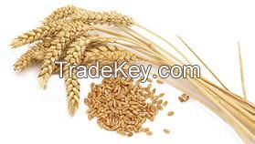 Wheat