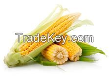 Corn