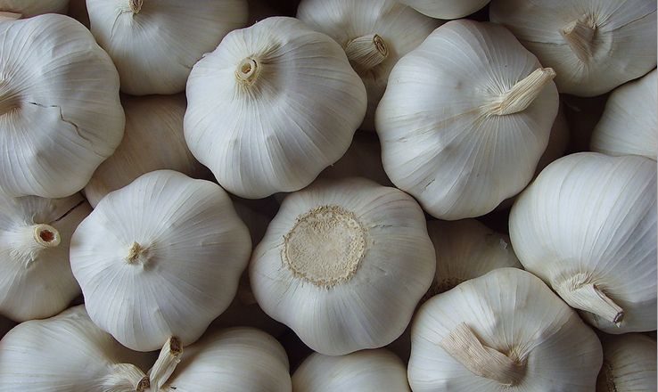 Fresh Garlic 2013 for cooking and medicinal