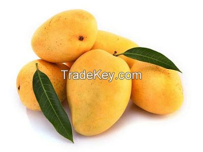 pakistani fresh mangoes