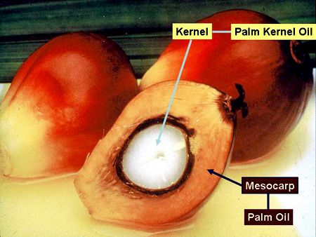 PALM KERNEL