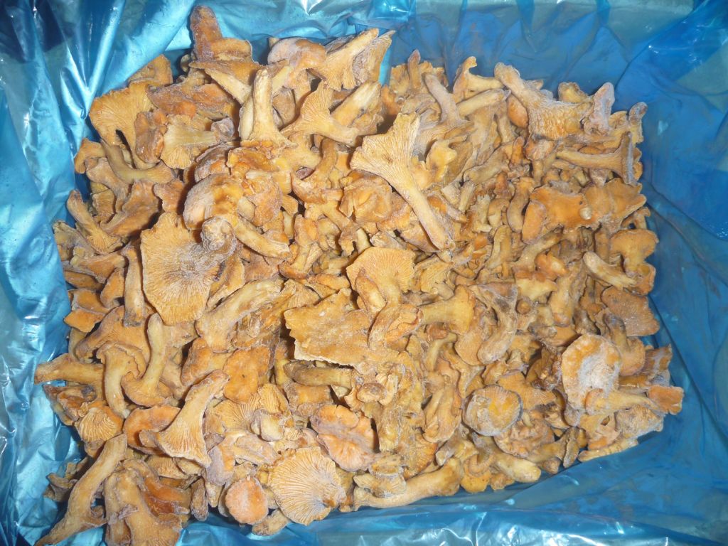 chanterelle