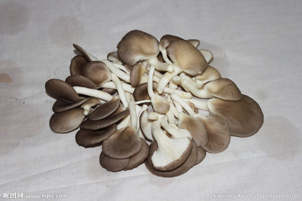 Oyster mushroom