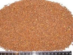 oil radish seed