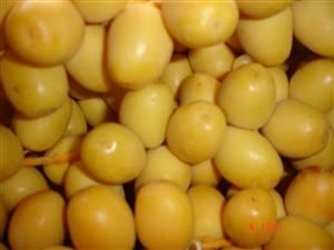 Yellow Dates 