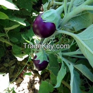 Bangalore Eggplant