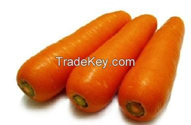 fresh onion garlic carrot