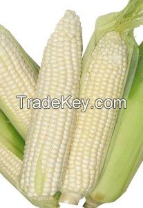White Corn (Non GMO)