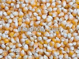 Yellow Corn (Non GMO)