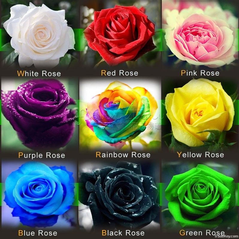 (THIS ORDER INCLUDE 9 PACKS EACH COLOR 50 SEEDS)CHINESE ROSE SEEDS - R