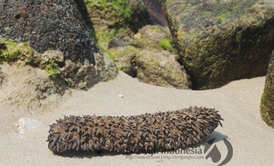 Thelenota Ananas (Teripang Nanas )