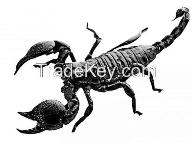 Black Scorpion