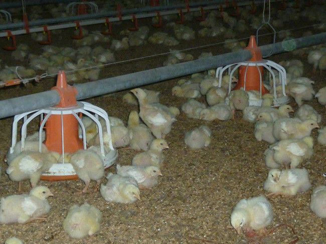 Poultry farm equipment for broiler chicken meat chicken