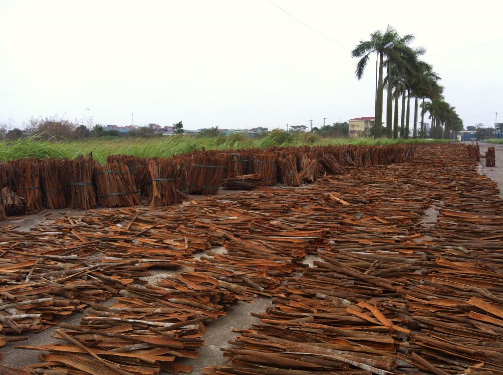 Split cassia Viet Nam