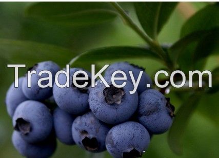 Best Bilberry Extract