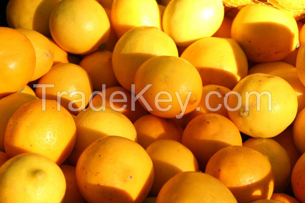 citrus fruit baby mandarin orange