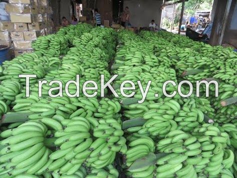 Fresh green Cavendish Banana, Unripe Banana for sale 2016!!