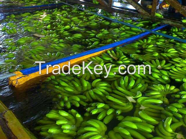 Premium quality Fresh Class A Green Cavendish Bananas