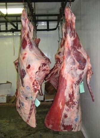 Halal Beef carcass