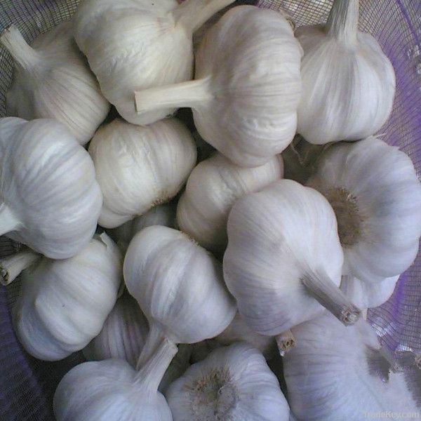 2014 hot supply garlic extract