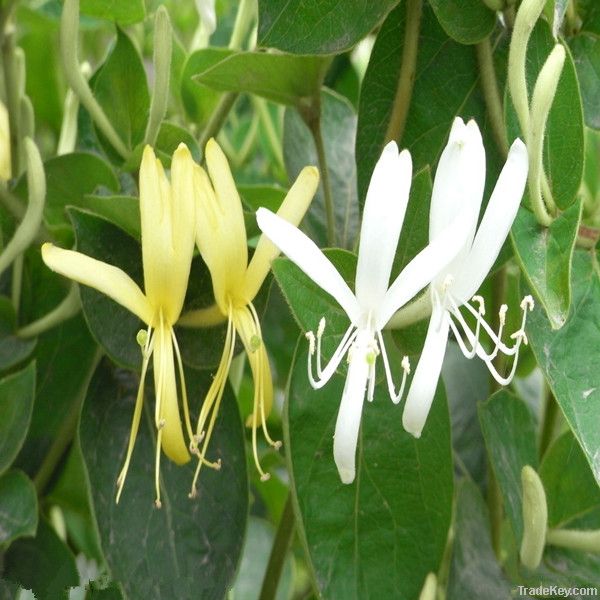 Lower Price Natural HoneySuckle Extraction