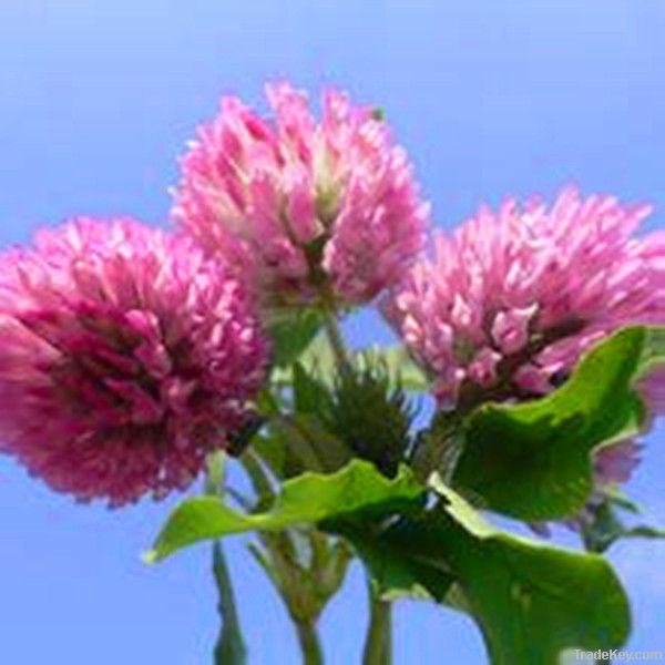 Supply Red Clover Extract