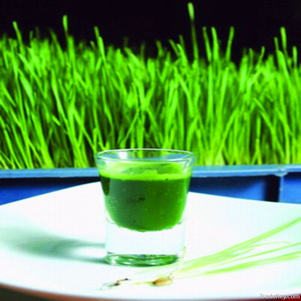 High Quality Wheat Grass Extract