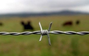 Barbed wire