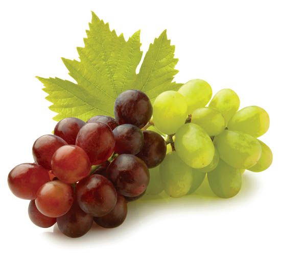 Grapes -Food of the Gods