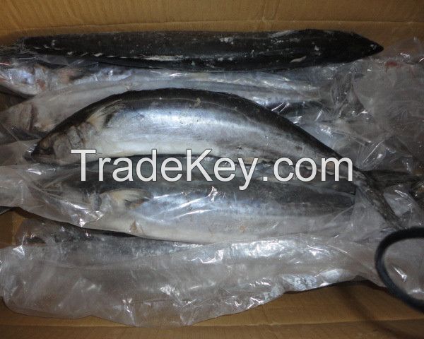 Frozen Spanish Mackerel