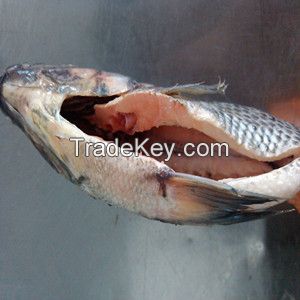 Frozen Tilapia WGS IQF