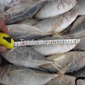 Frozen horse mackerel IQF