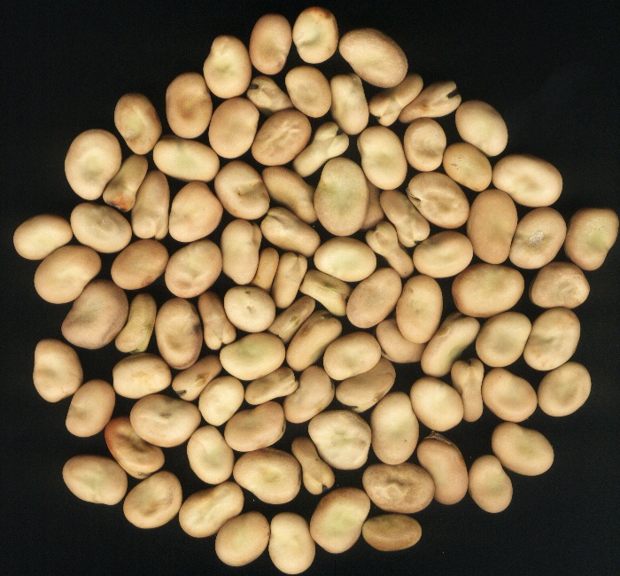 supply 2011 crop broad beans, fava beans