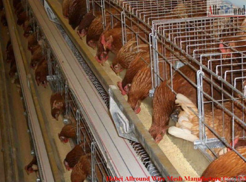 Battery cages for broiler chicken