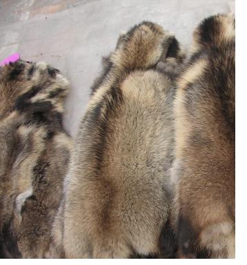 export raccoon skin,fox skin