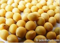 New crop soybeans(including other kinds)with high quality from china