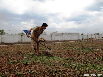 Robusta Green Coffee Bean Vietnam