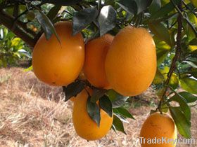 Chinese hot selll Navel Oranges