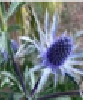 ERYNGIUM