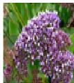 LIMONIUM