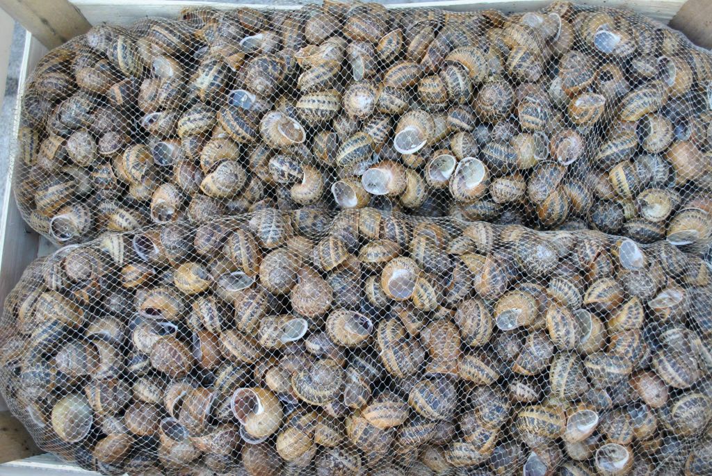 Snails Helix Aspersa