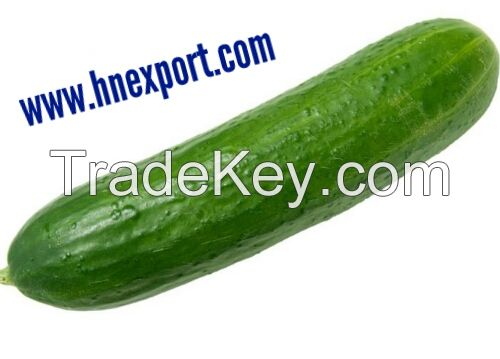 Cucumber