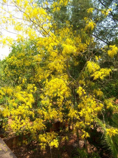 Cassia Auriculata Leaves