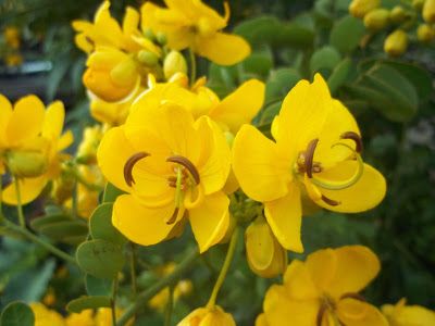 Cassia Auriculata Leaves