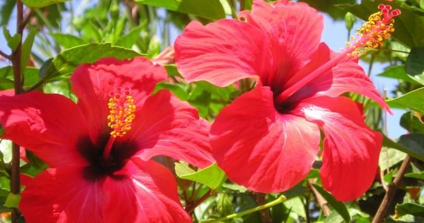 Hibiscus Rosa-Sinensis Flower