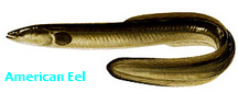 Daily Catch (American Eel Fish)