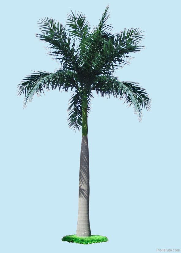 Indonesia Royal Palm