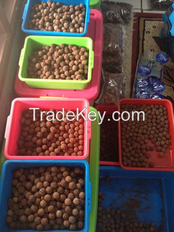 Big Loose Beads Rudraksha 6 to 9 mukhis, 20 to 24 mm