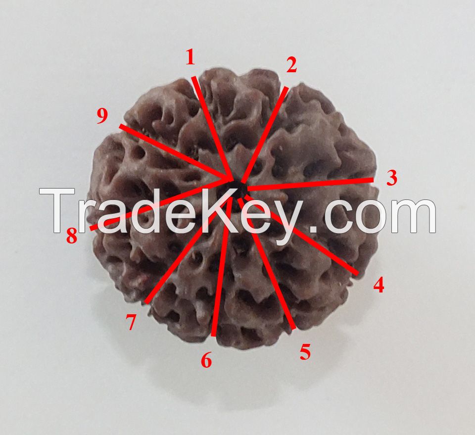 Big Loose Beads Rudraksha 6 to 9 mukhis, 20 to 24 mm